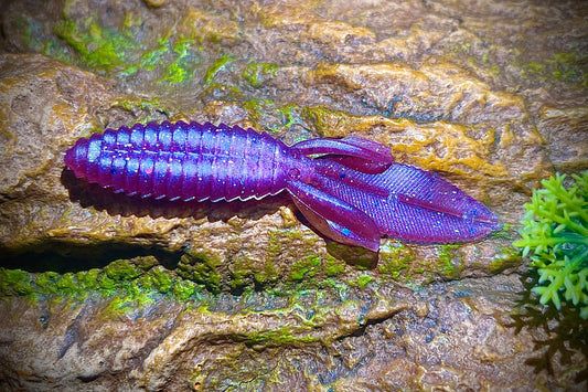 KB Fishing "Bouncin Beaver" Soft Plastic Bait (5 Pack)